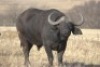 1 x Bul/Bull - 2