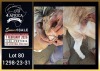 1 X BOER GOAT FLOCK ON TEAT DOE Booysen Bdy - 2