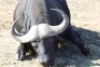 1 x Bul/Bull - 3