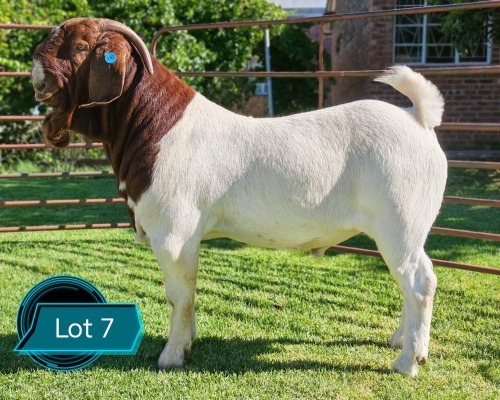 1 X BOER GOAT STUD BUCK LUKAS BURGER
