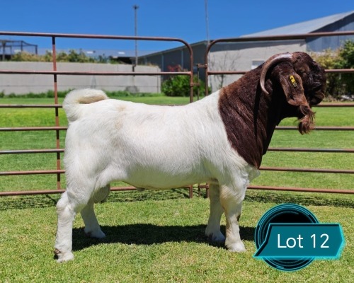 1 X BOER GOAT STUD BUCK LUKAS BURGER