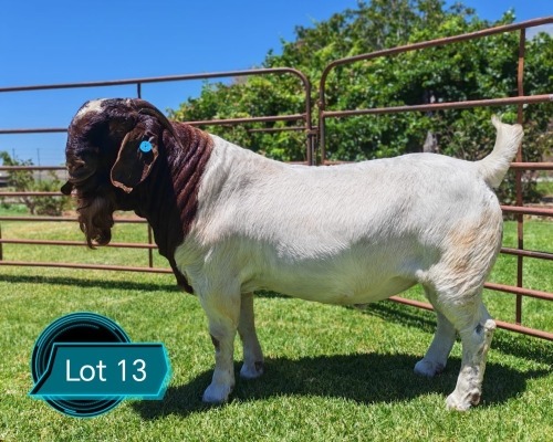 1 X BOER GOAT STUD BUCK LUKAS BURGER