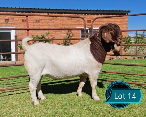 1 X BOER GOAT STUD BUCK LUKAS BURGER