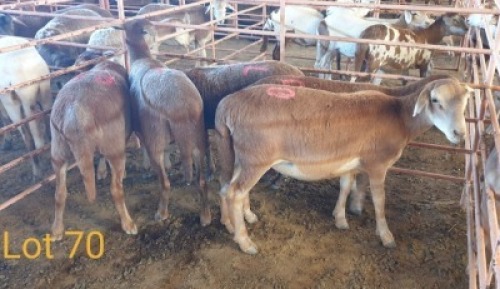 LOT 70 5X MEATMASTER OOI/EWE OSVLEY MEATMASTER (PER STUK OM LOT TE NEEM/PER PIECE TO TAKE THE LOT)