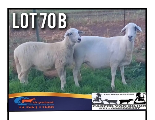 1 X MEATMASTER EWE Anli Meatmasters