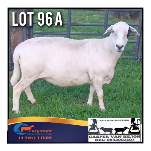 1 X MEATMASTER PREGNANT EWE Anli Meatmasters