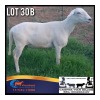 WITHDRAWN - 1 X MEATMASTER EWE Anli Meatmasters