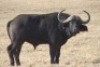 1 x Bul/Bull - 2