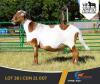 1 X MEATMASTER PREGNANT EWE Ampio Meatmasters