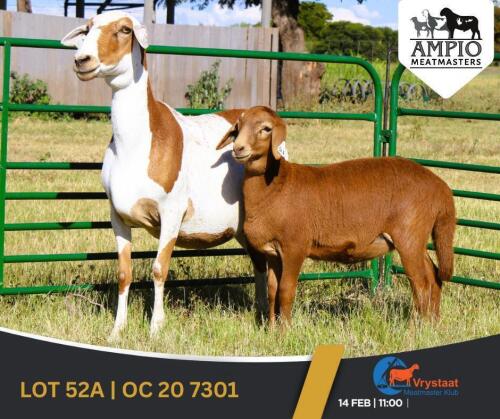 1+1 X MEATMASTER EWE Ampio Meatmasters