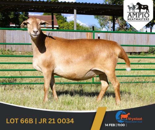 1 X MEATMASTER PREGNANT EWE Ampio Meatmasters