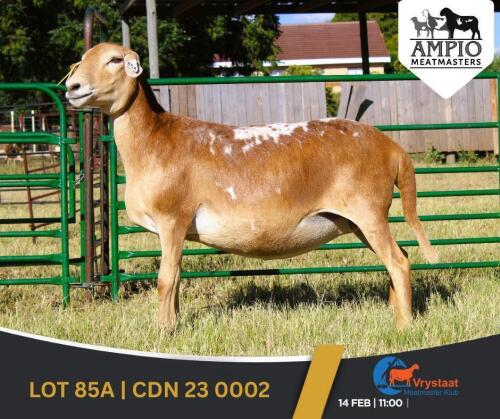 1 X MEATMASTER PREGNANT EWE Ampio Meatmasters