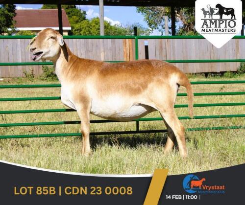 1 X MEATMASTER PREGNANT EWE Ampio Meatmasters