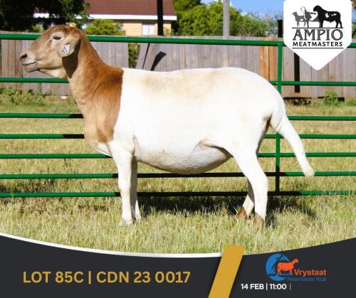 1 X MEATMASTER PREGNANT EWE Ampio Meatmasters