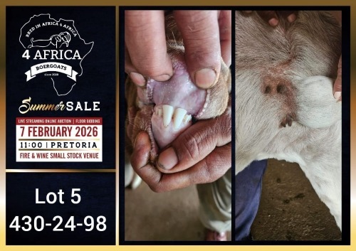 1 X BOER GOAT STUD BUCK Booysen Bdy