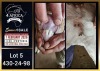 1 X BOER GOAT STUD BUCK Booysen Bdy
