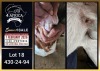 1 X BOER GOAT FLOCK BUCK Booysen Bdy - 2
