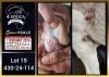 1 X BOER GOAT STUD BUCK Booysen Bdy - 2