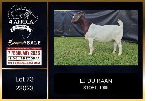 1 X BOER GOAT FLOCK ON COLOUR DOE PREGNANT LJ du Raan