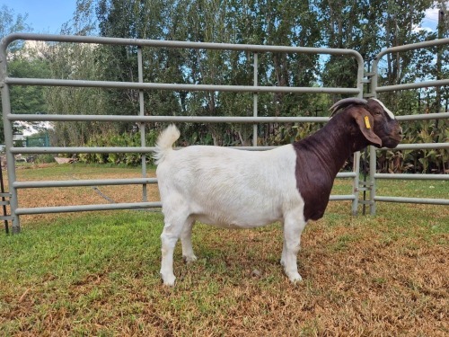WITHDRAWN - 1 X BOER GOAT DOE LJ du Raan