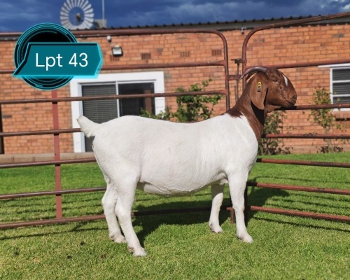 1 X BOER GOAT FLOCK ON COLOUR DOE LUKAS BURGER