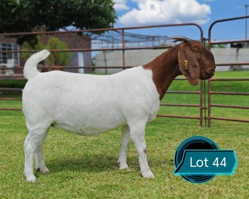 1 X BOER GOAT STUD DOE LUKAS BURGER