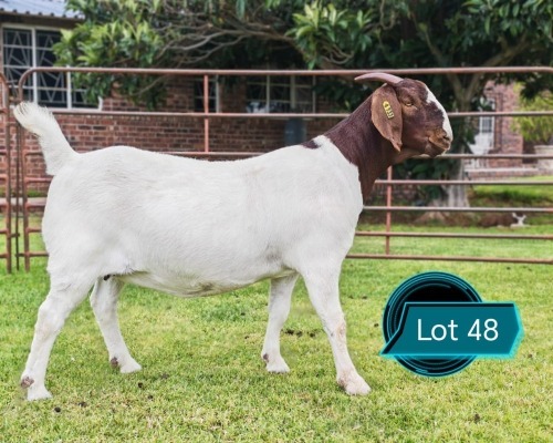 1 X BOER GOAT STUD DOE LUKAS BURGER