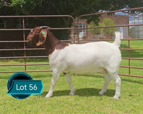 1 X BOER GOAT FLOCK ON COLOUR DOE LUKAS BURGER