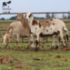 LOT 46 3X MEATMASTER OOI/EWE CHRISTOF GROBLER : 0837812076 - 2