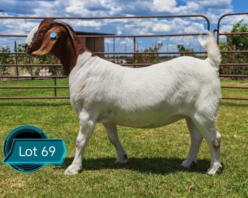 1 X BOER GOAT STUD DOE LUKAS BURGER