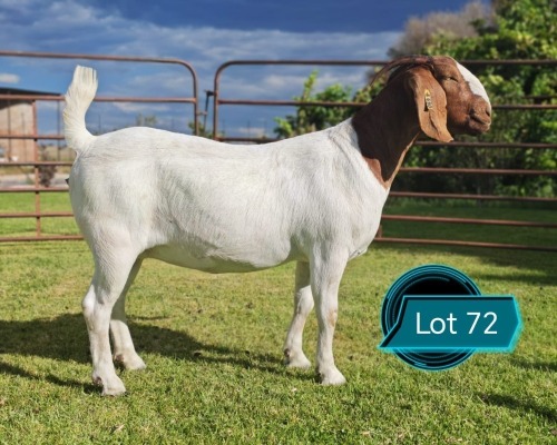 1 X BOER GOAT STUD DOE LUKAS BURGER