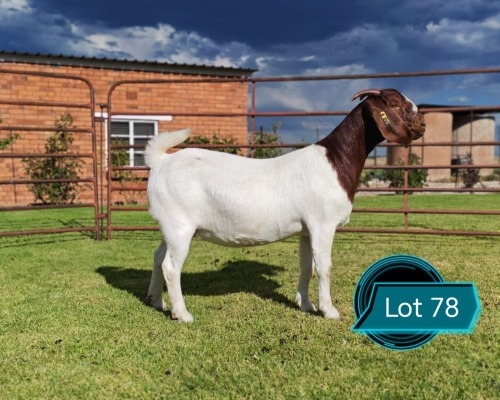 1 X BOER GOAT FLOCK ON COLOUR DOE LUKAS BURGER
