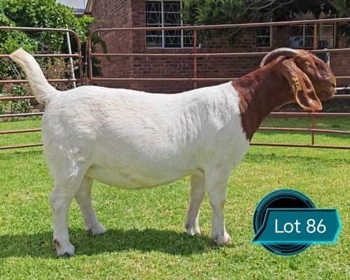 1 X BOER GOAT FLOCK ON COLOUR DOE LUKAS BURGER