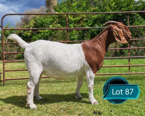 1 X BOER GOAT FLOCK ON TEAT DOE LUKAS BURGER