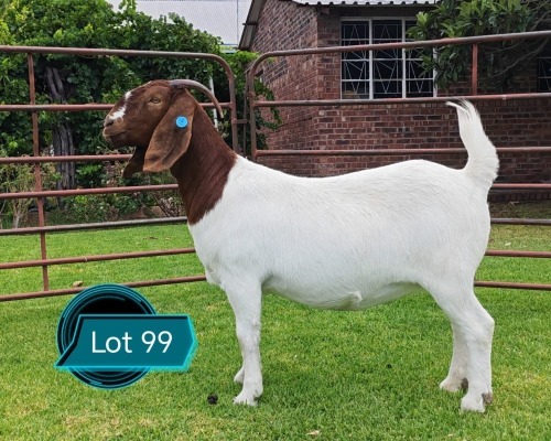 1 X BOER GOAT STUD DOE LUKAS BURGER