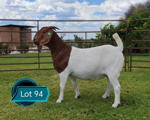 1 X BOER GOAT FLOCK ON COLOUR DOE LUKAS BURGER