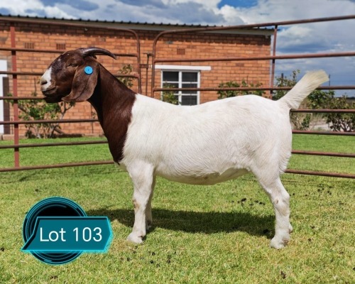 1 X BOER GOAT STUD DOE LUKAS BURGER