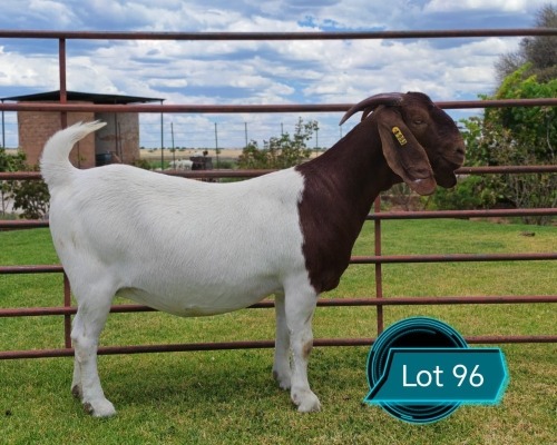 1 X BOER GOAT STUD DOE LUKAS BURGER