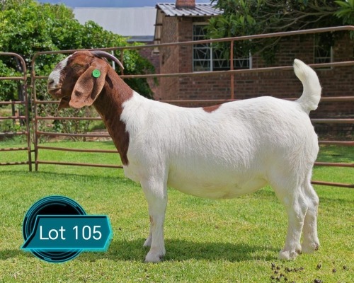 1 X BOER GOAT FLOCK ON COLOUR DOE LUKAS BURGER