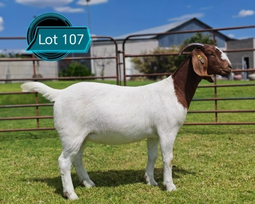 1 X BOER GOAT FLOCK ON TEAT DOE LUKAS BURGER