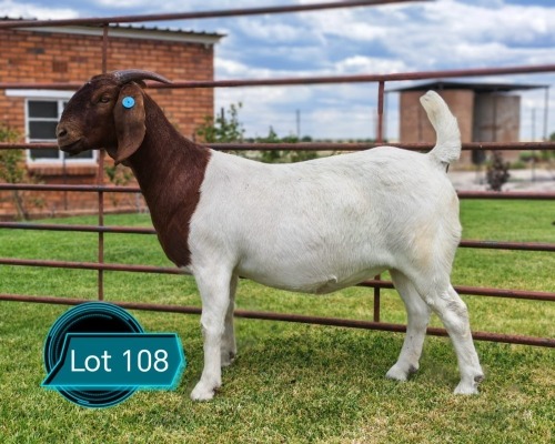 1 X BOER GOAT STUD DOE LUKAS BURGER