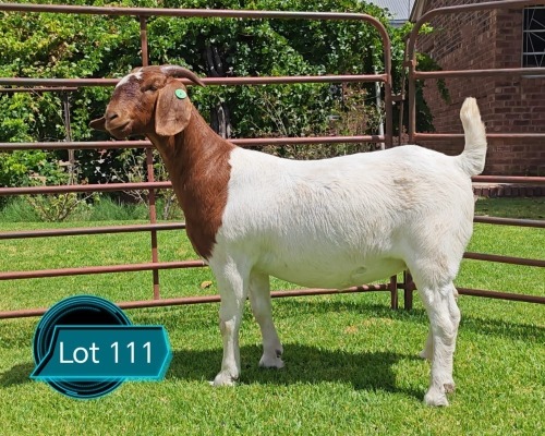 1 X BOER GOAT FLOCK ON COLOUR DOE LUKAS BURGER