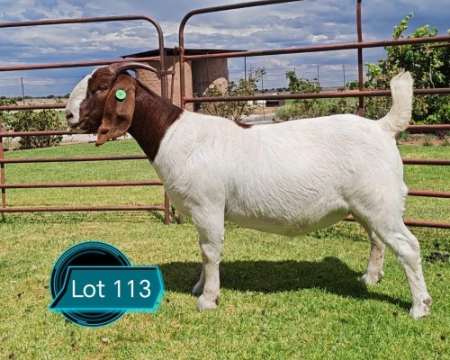 1 X BOER GOAT FLOCK ON TEAT DOE LUKAS BURGER