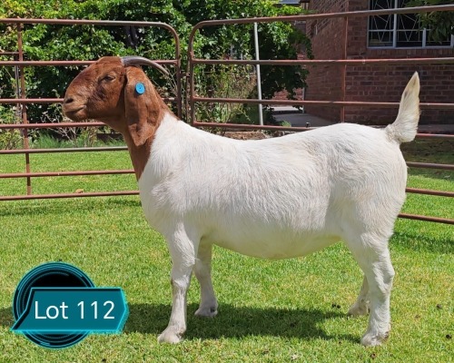 1 X BOER GOAT STUD DOE LUKAS BURGER