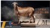 1 X MEATMASTER PREGNANT EWE Delport Boerdery