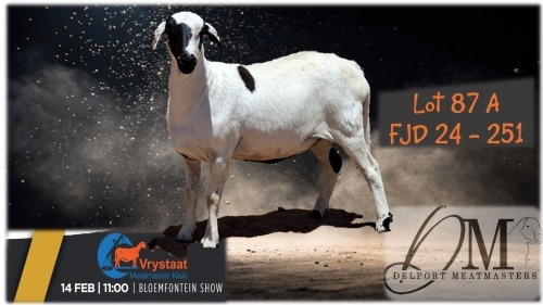 1 X MEATMASTER PREGNANT EWE Delport Boerdery
