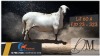 1 X MEATMASTER EWE Delport Boerdery