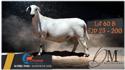 1 X MEATMASTER EWE Delport Boerdery