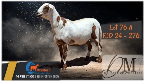 WITHDRAWN - 1 X MEATMASTER EWE Delport Boerdery