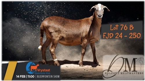1 X MEATMASTER PREGNANT EWE Delport Boerdery